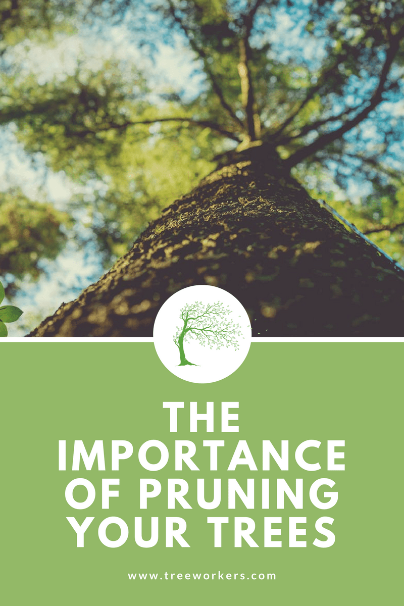 The Importance of Pruning Your Trees
