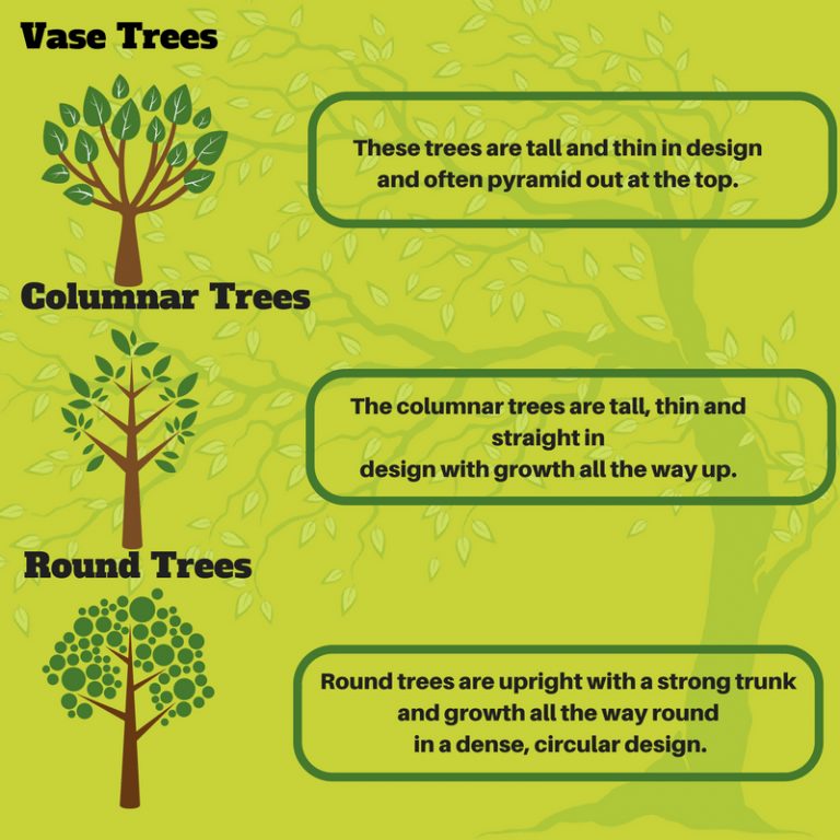 Learn About the Shape of Your Trees - Arboricultural Services Treework Ltd