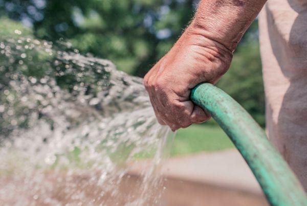Keeping Your Trees Hydrated This Summer