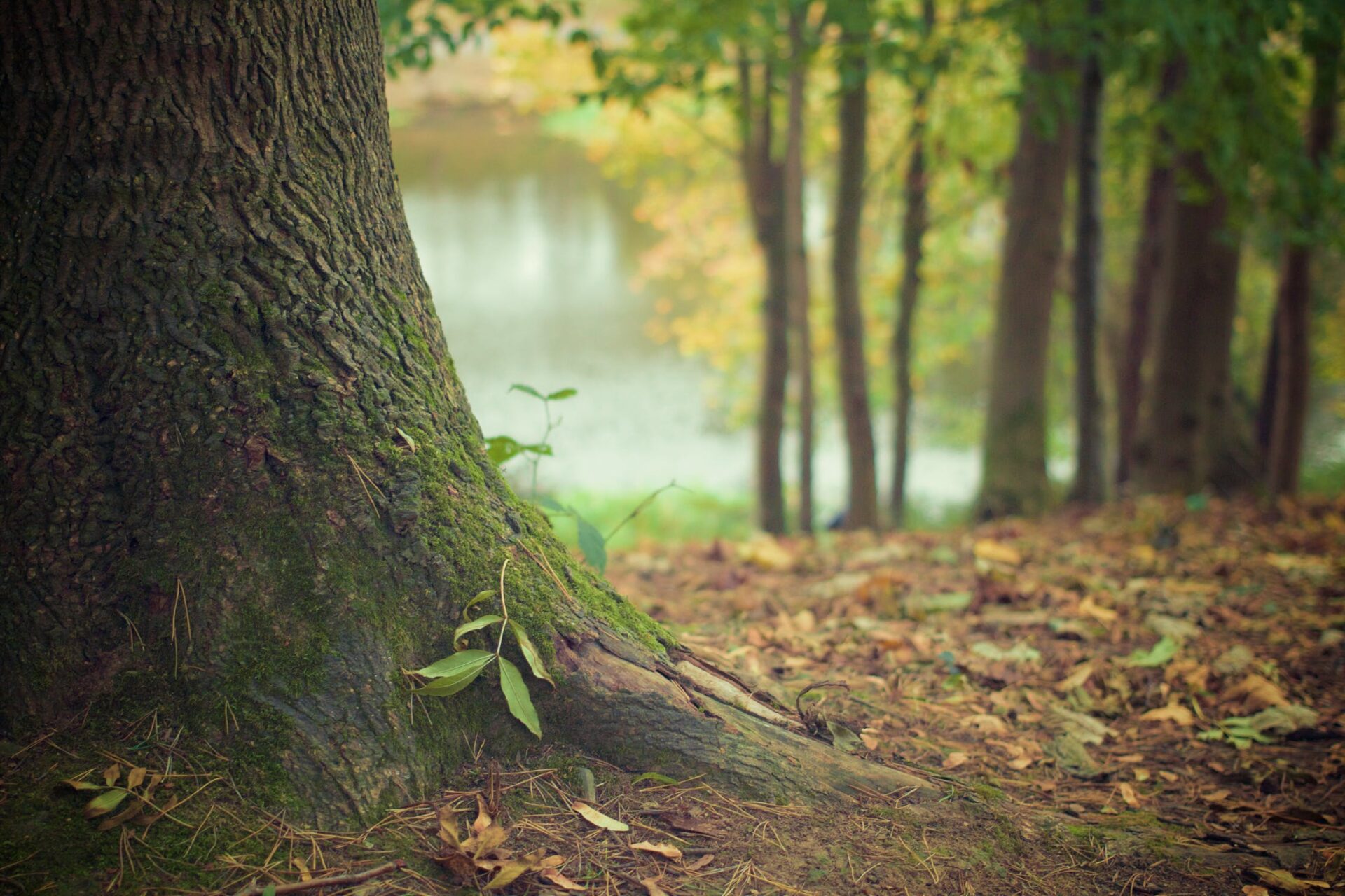 How Can You Prevent Damage to Your Tree Roots?