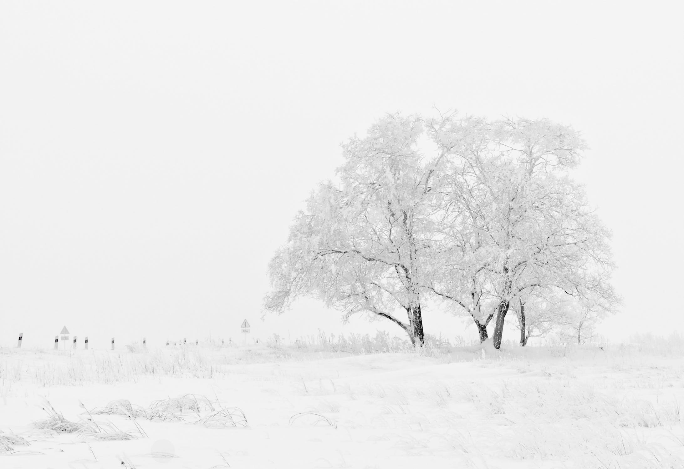 winter nature season trees